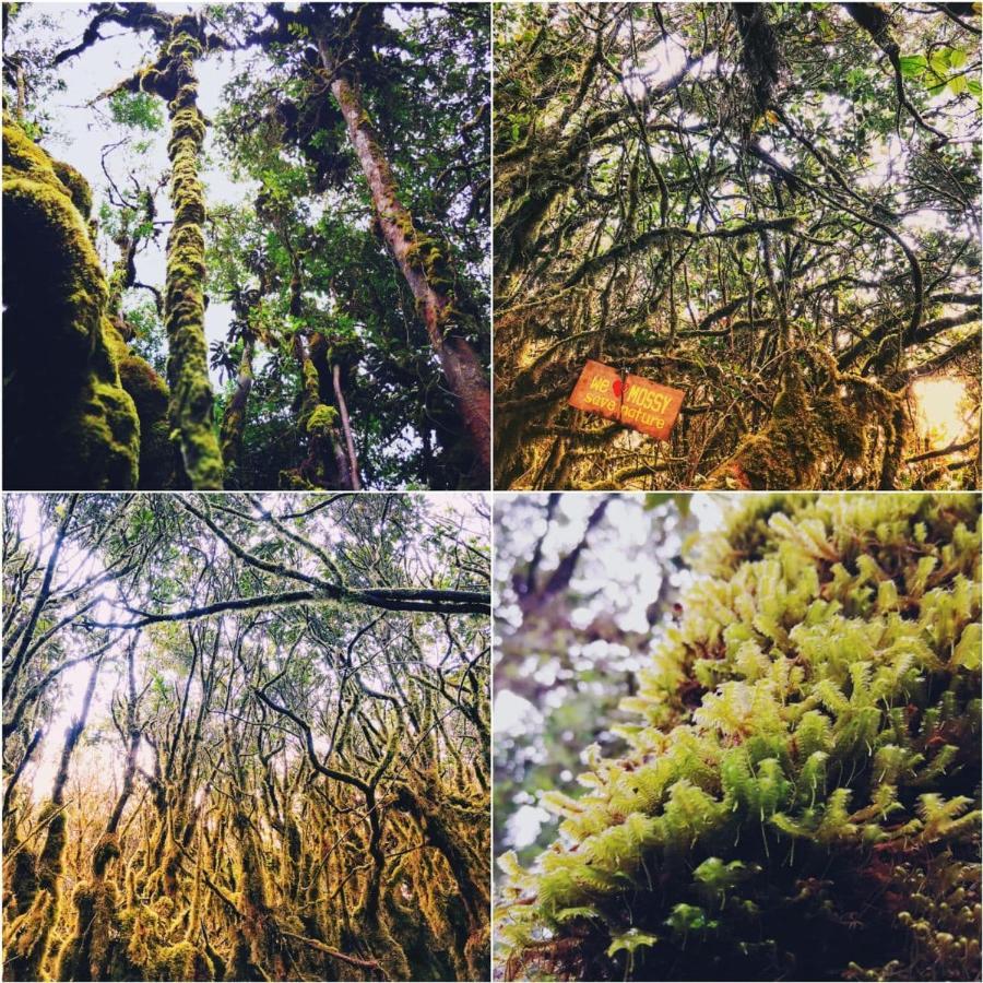 The Cocoon Capsule * Cameron Highlands