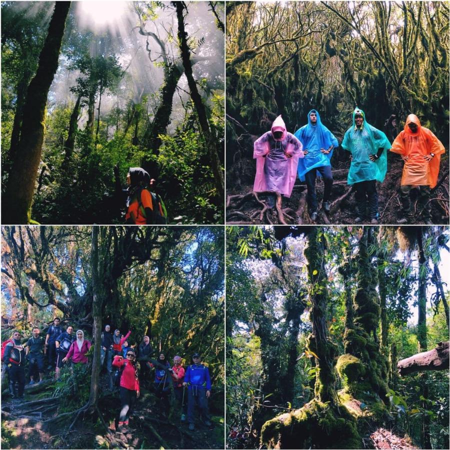 The Cocoon Capsule * Cameron Highlands
